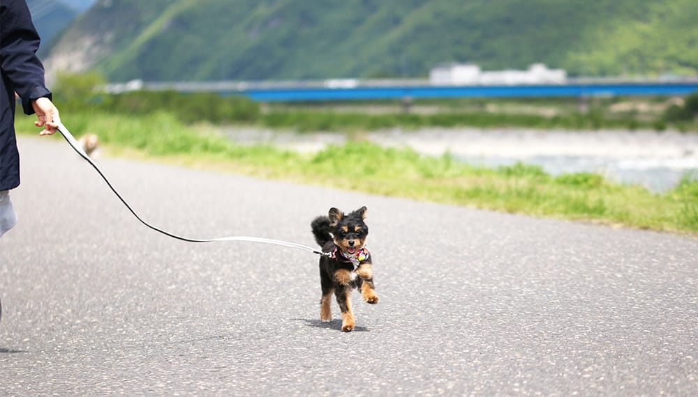 犬の外出