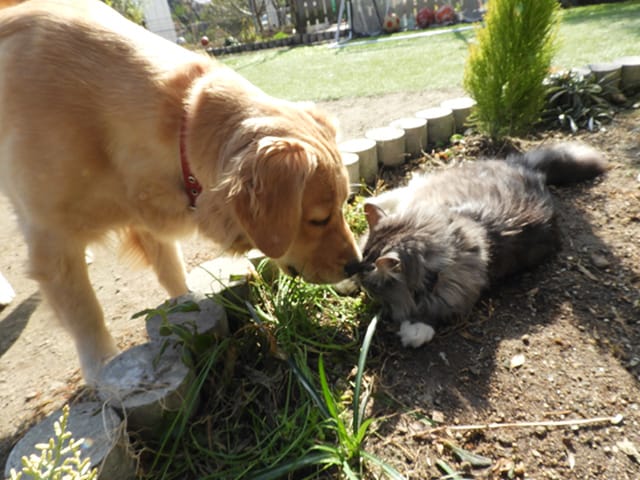 犬と猫