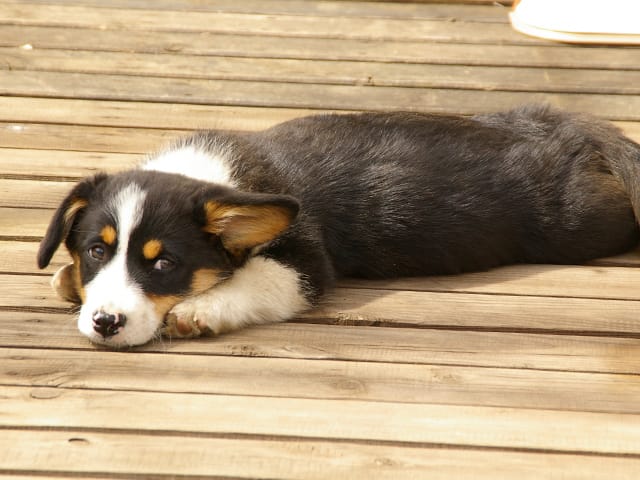 寝そうな犬